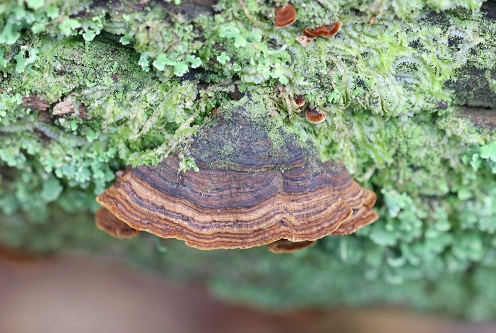 Hymenochaete rubiginosa